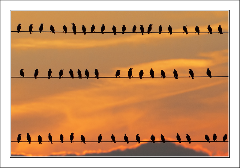 Tre file, cinquantaquattro anime