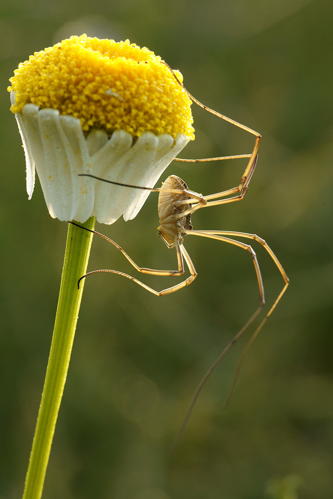 Opilione  ( close up  )