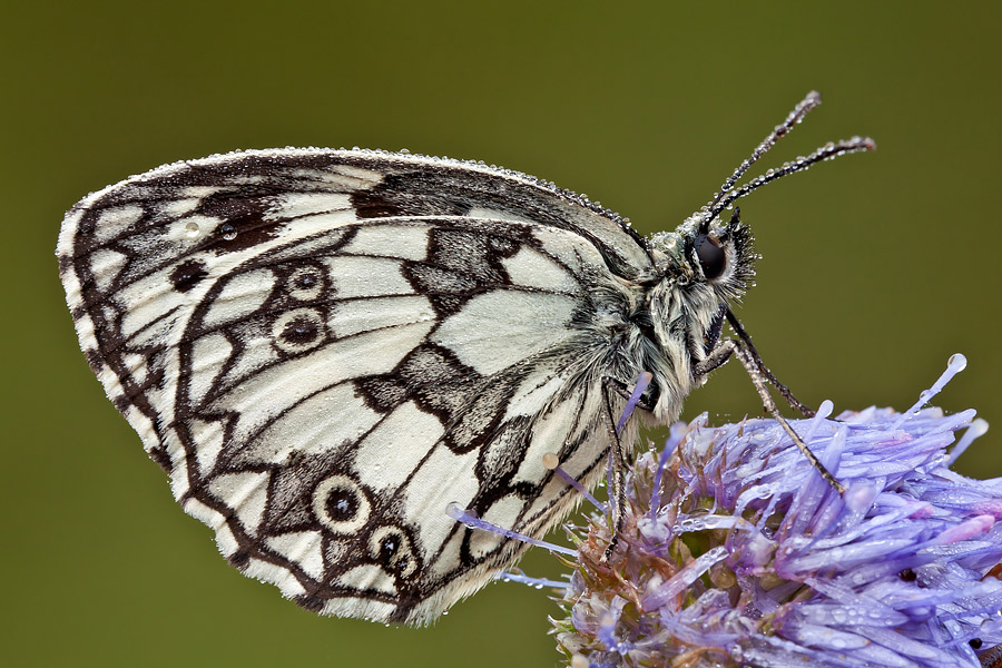 Melanargia