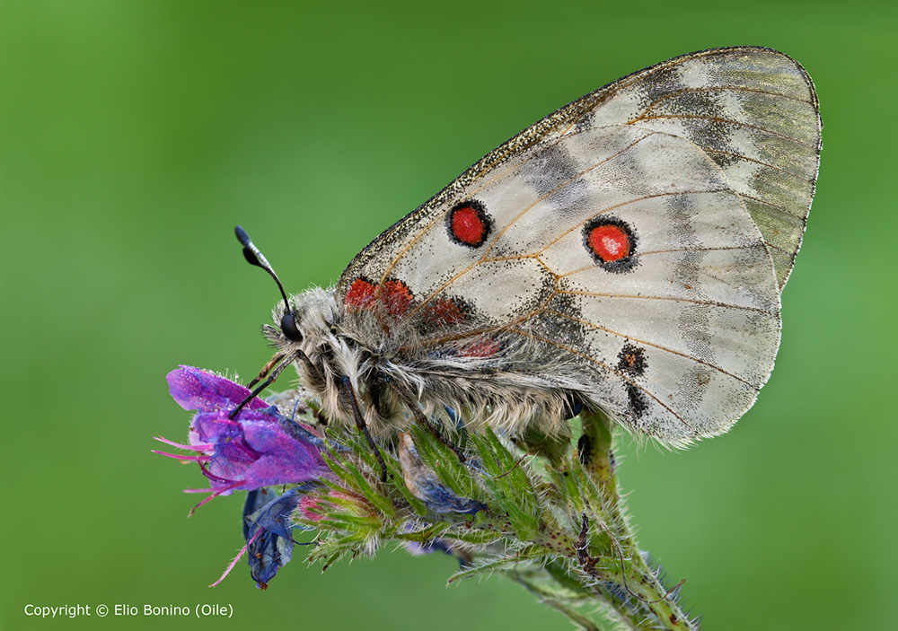 Farfalla apollo (Parnassius apollo)