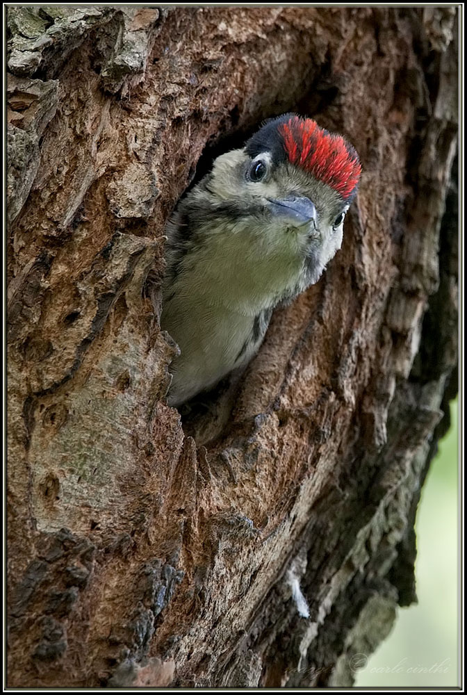 piccolo di picchio rosso maggiore