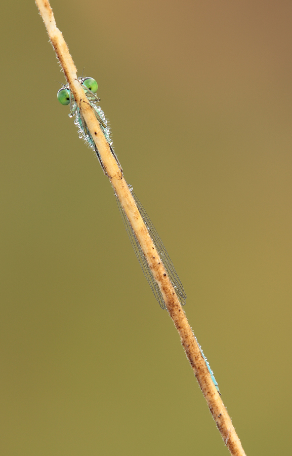 Due occhi ed una stanghetta! "Damigella"
