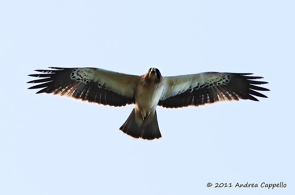 poiana rettifica aquila minore