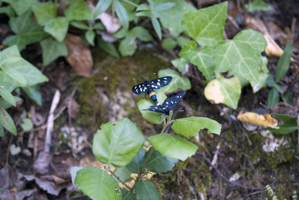 sessualmente scorretto