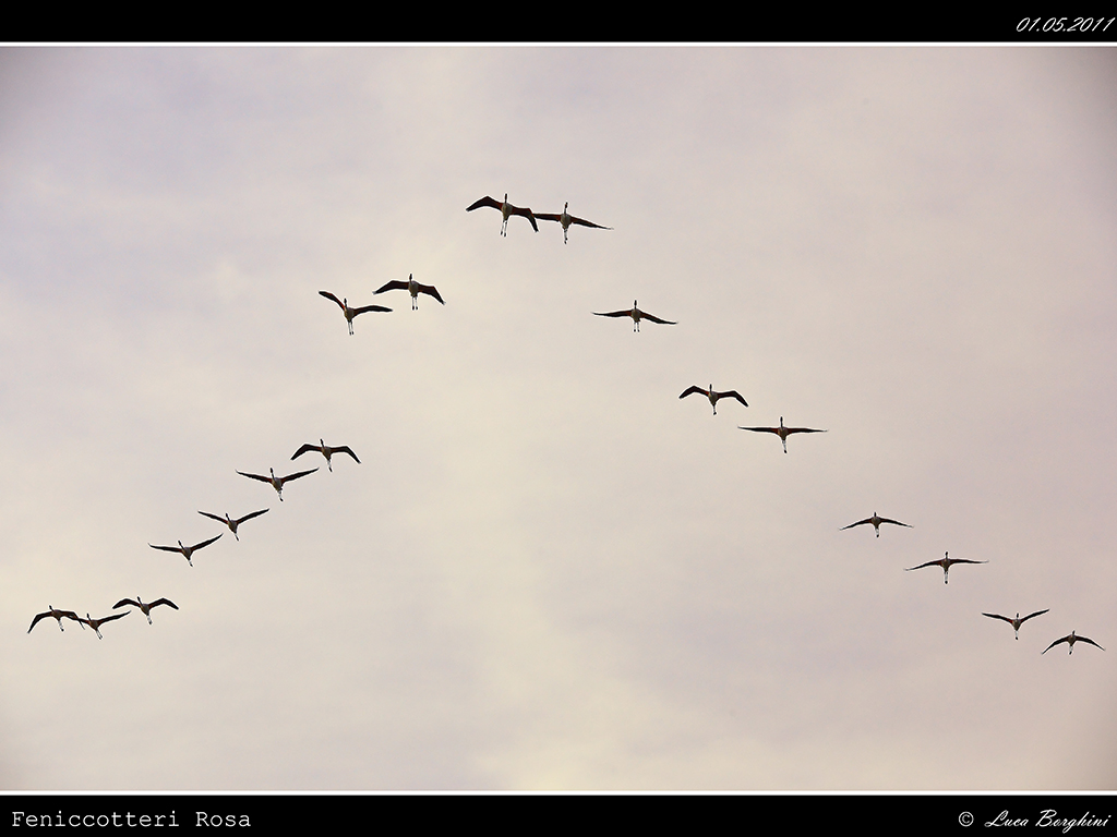 Camargue # 21 - Formazione