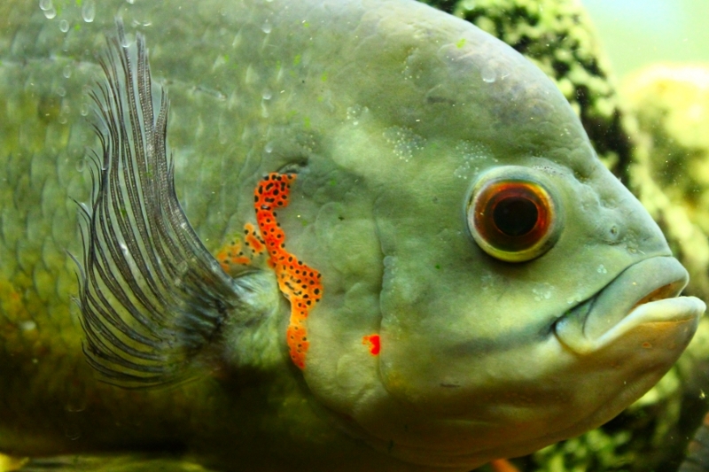 Astronotus ocellatus