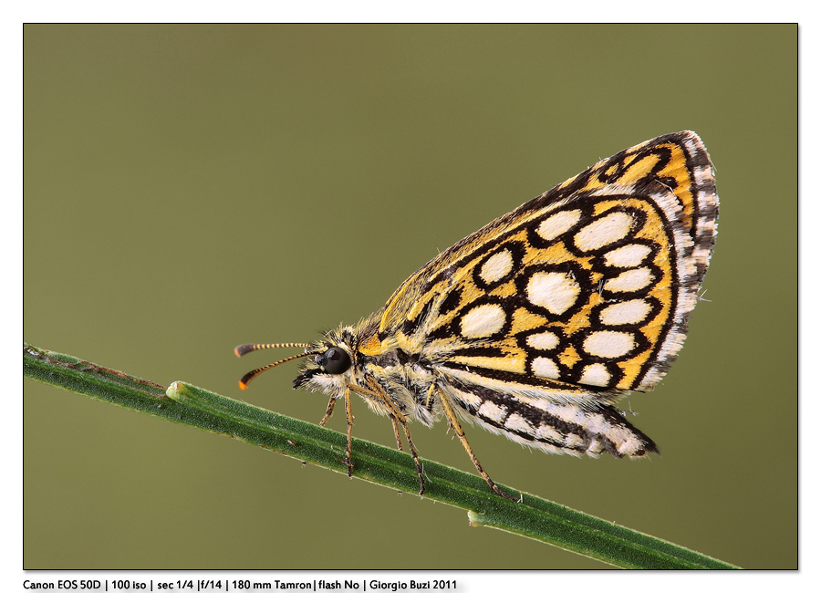 Heteropterus morphaeus...