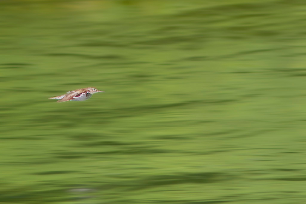 il volo radente del Piro Piro Piccolo