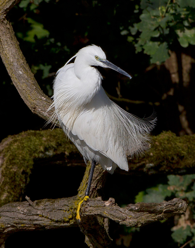 sinuosit� di modella