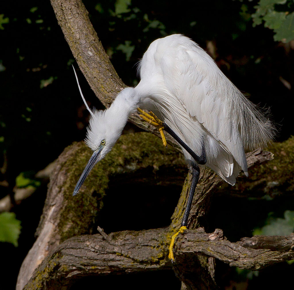 e io scruto... e intanto mi gratto