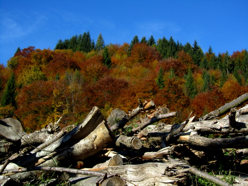 Sfumature d'autunno 6