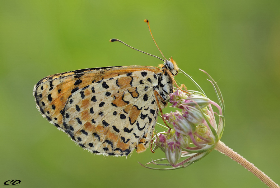 la signora Melitea..