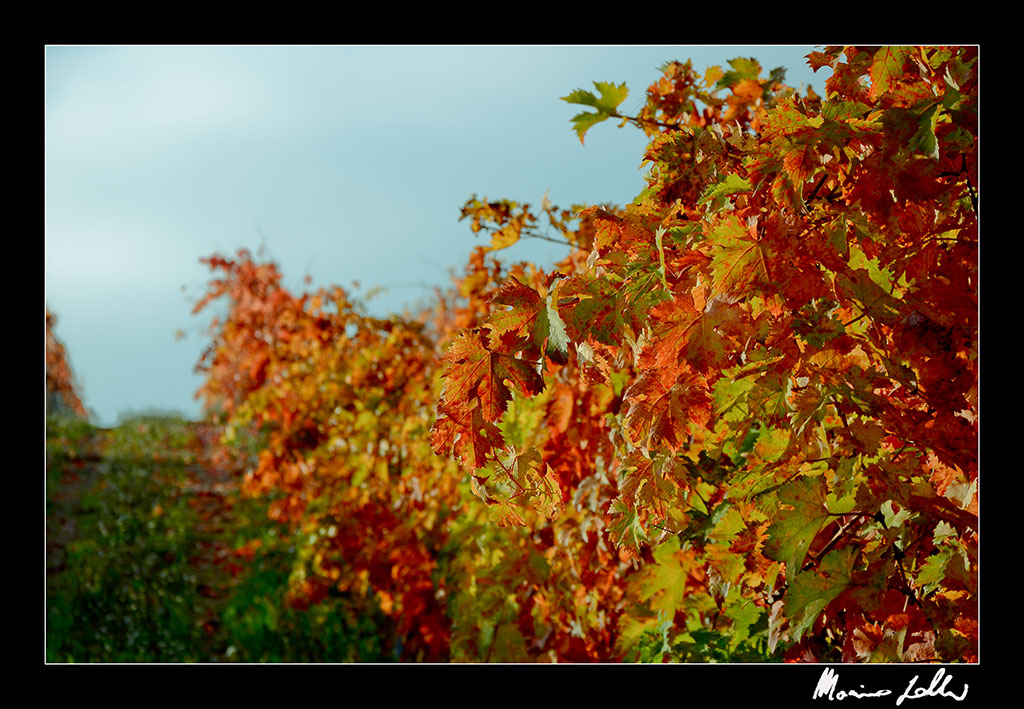 Autumn grapes leaves