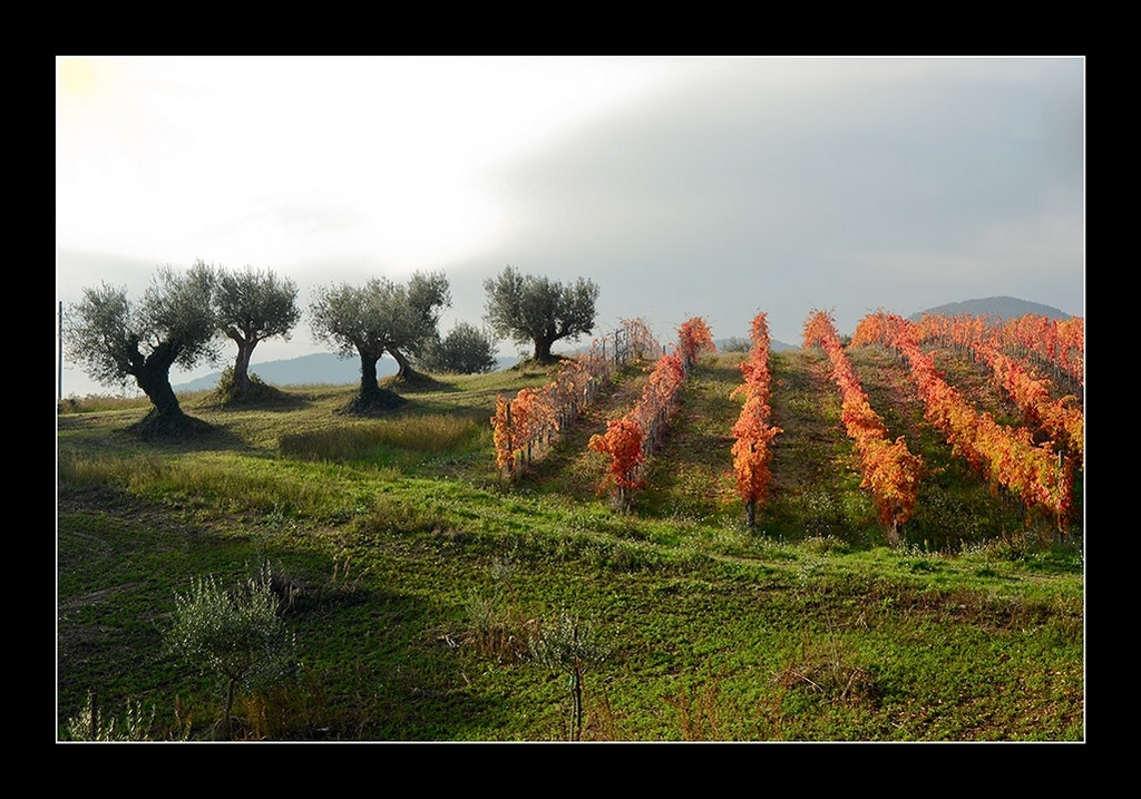 Olive trees and Grapes