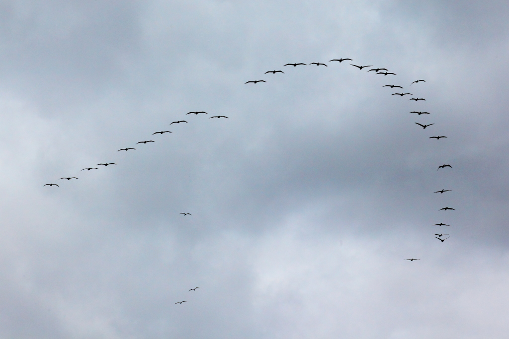 Formazione di pellicani con trittico di fregate