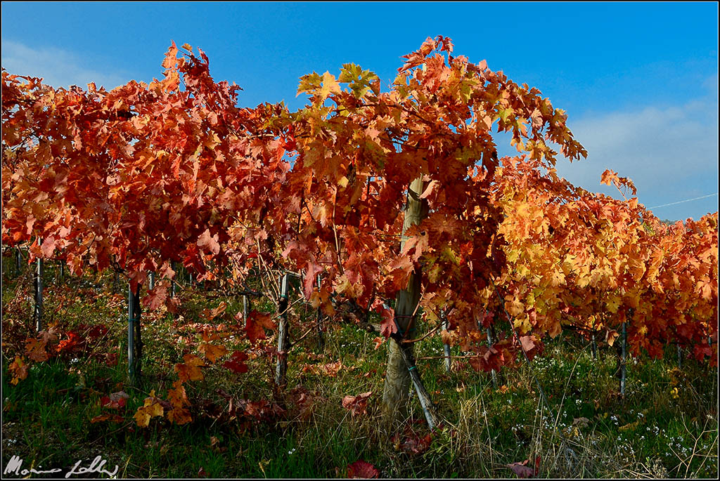 Autumn grapes
