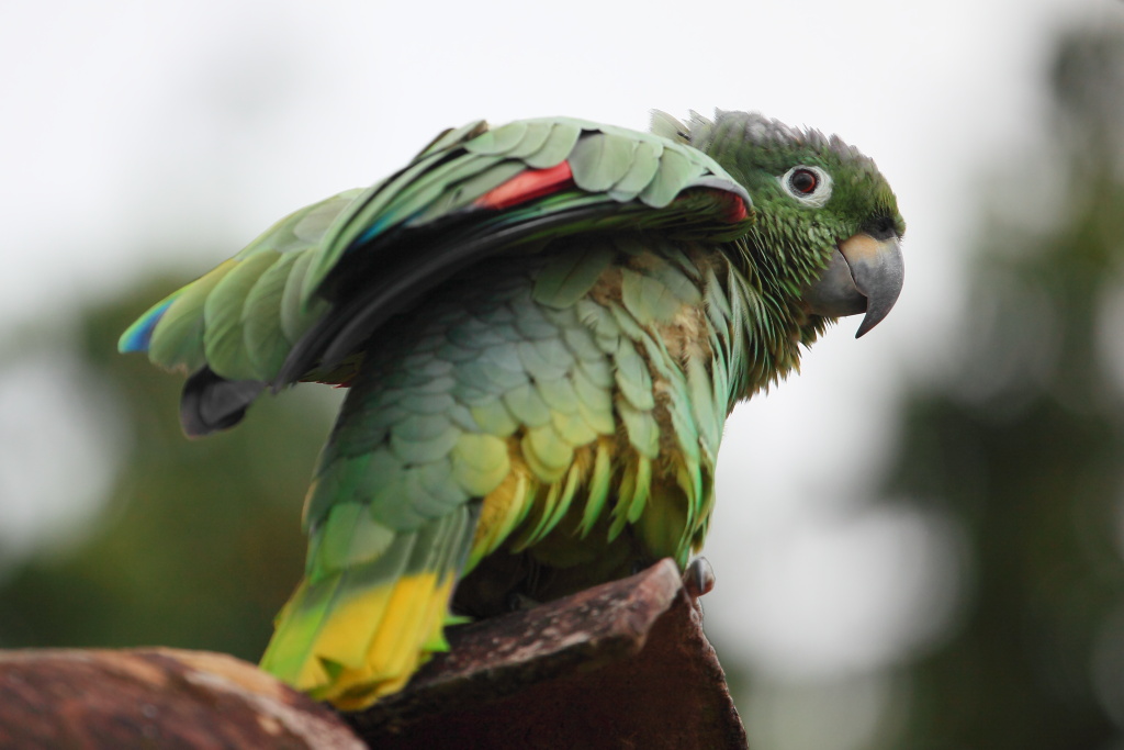 Amazzone nucascagliosa (Amazona mercenaria)