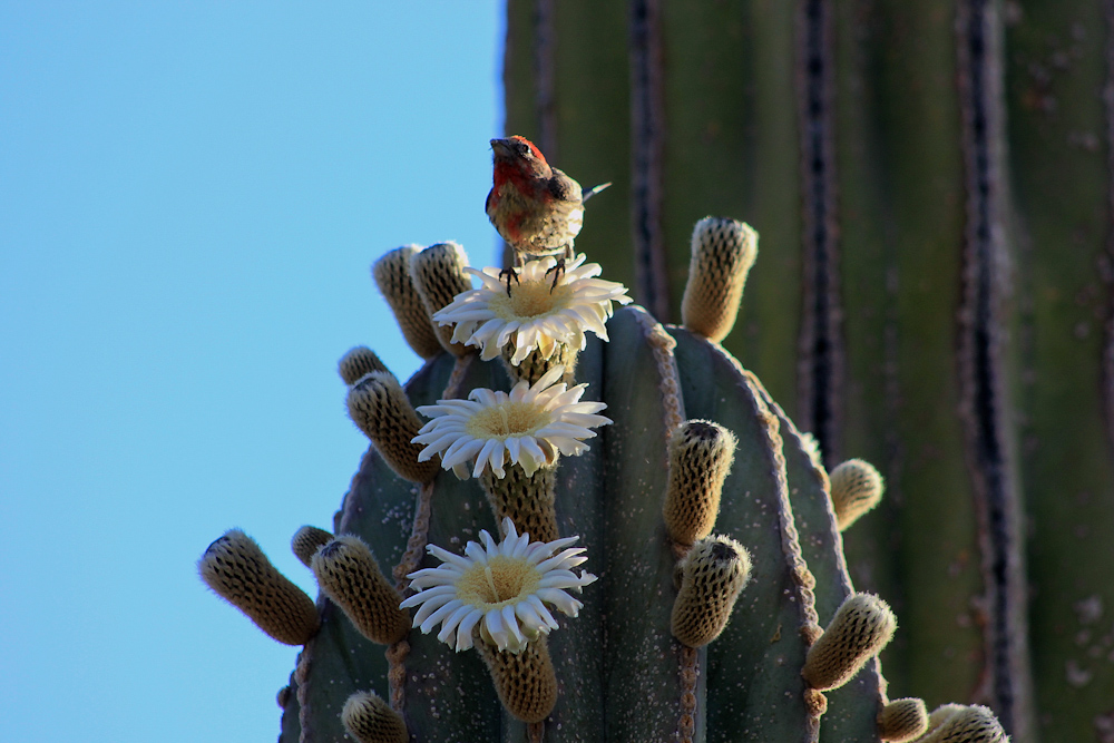 Fioritura cactus in Baja California Sur