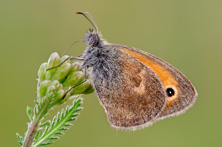 Coenonympha pamphilus