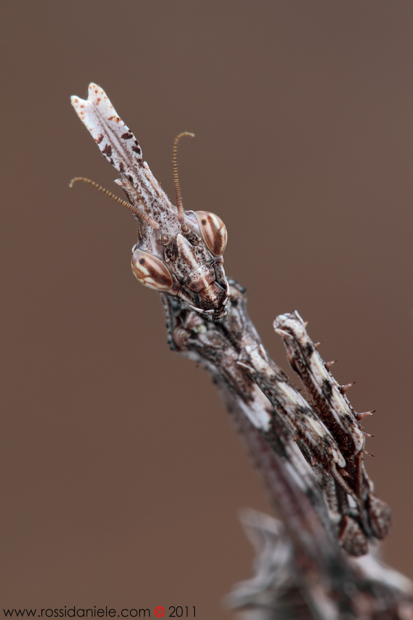 sguardo minaccioso...