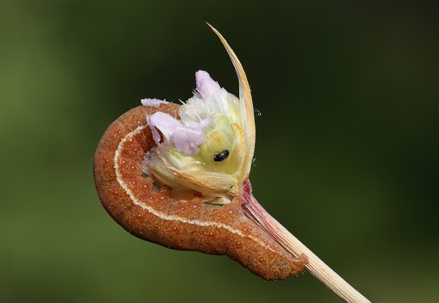 Aho... me magno tutto!!