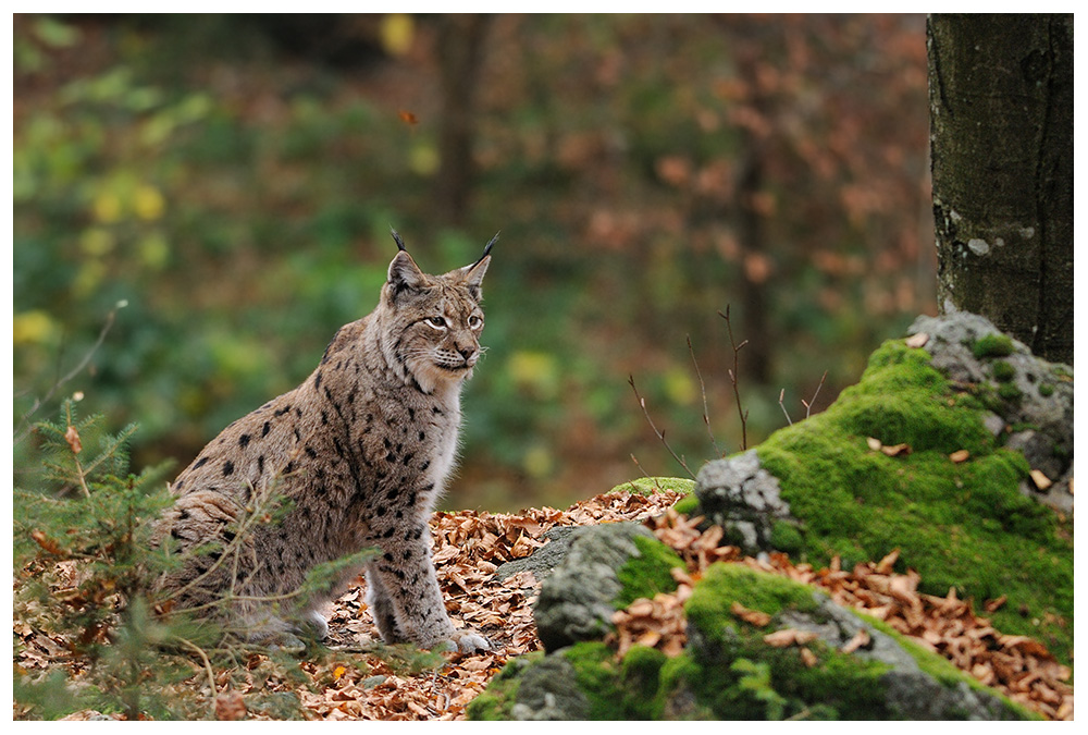 Luchs