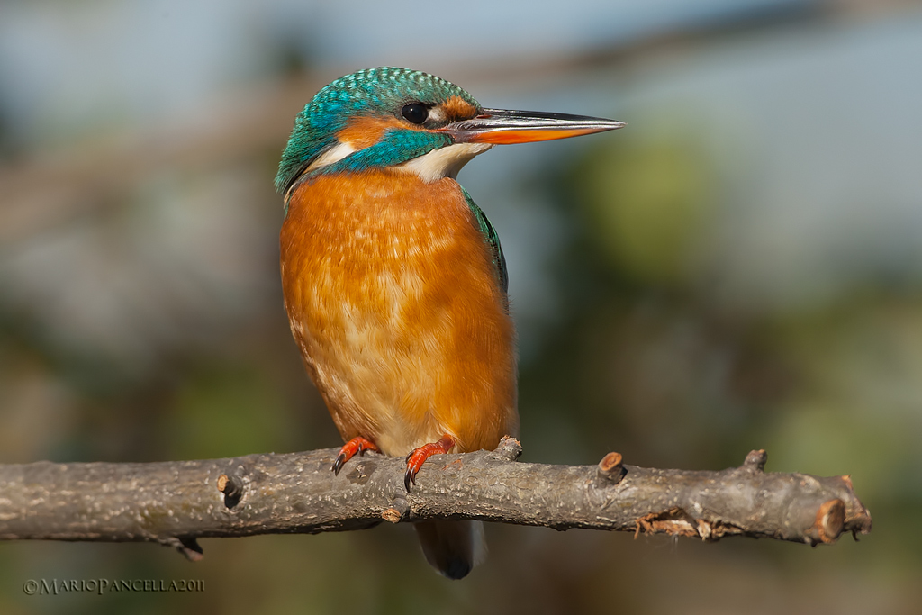 Martin pescatore femmina