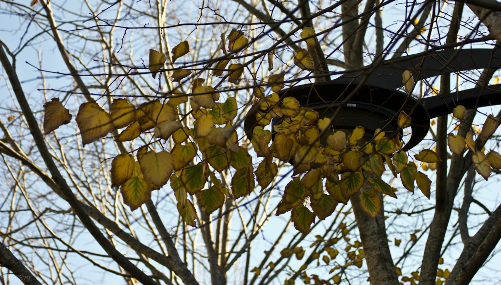 L�autunno � la primavera dell�inverno (Henri de Toulouse-Lautrec)