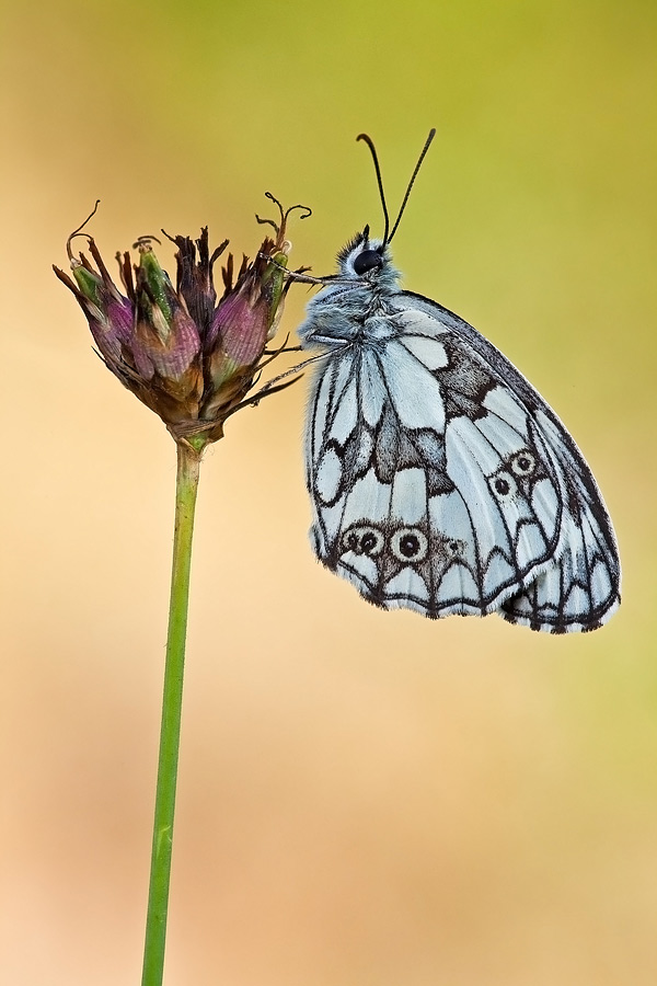 Melanargia