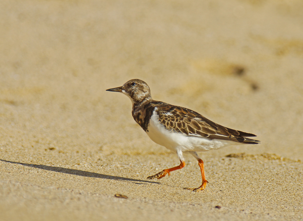 Credo sia un Voltapietre...