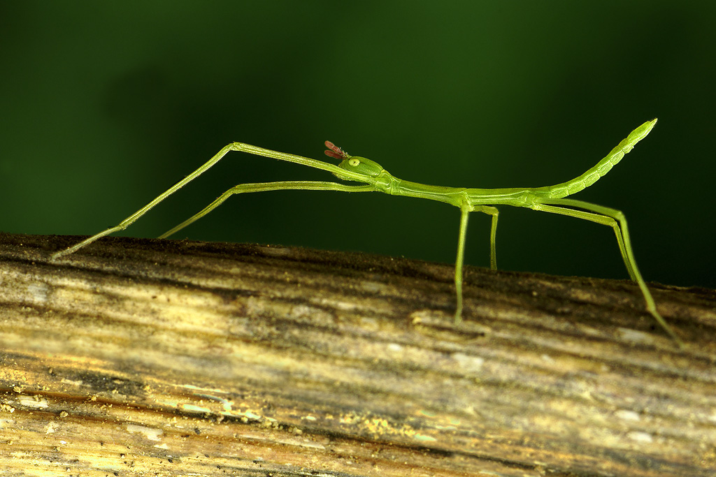 microinsetto (id sconosciuto)