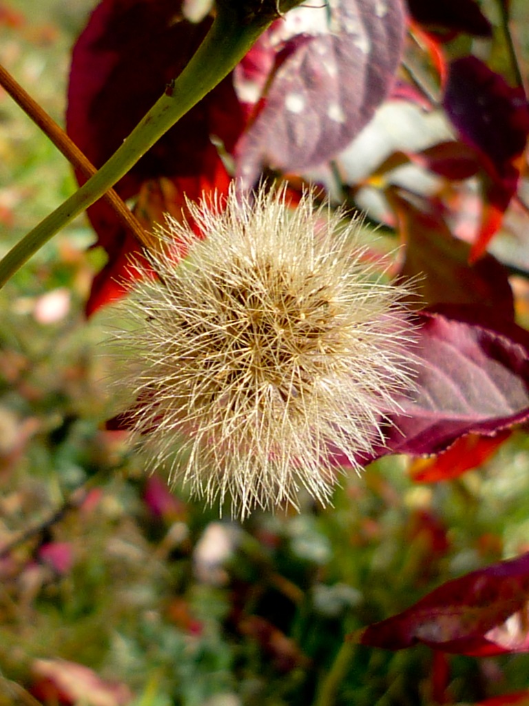 i colori dell'autunno