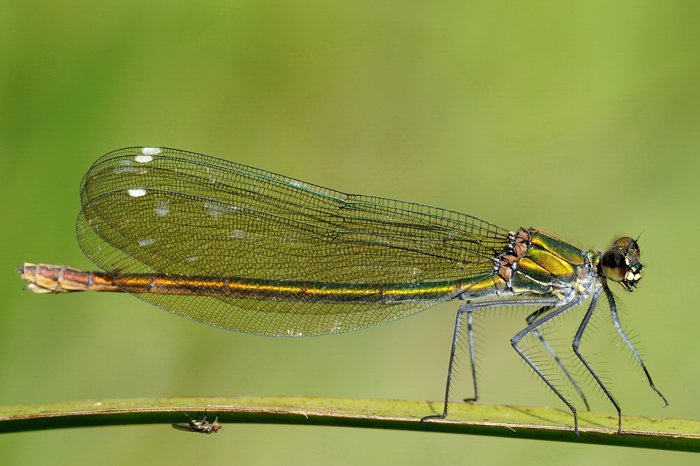 Calopteryx Splendens (femmina)