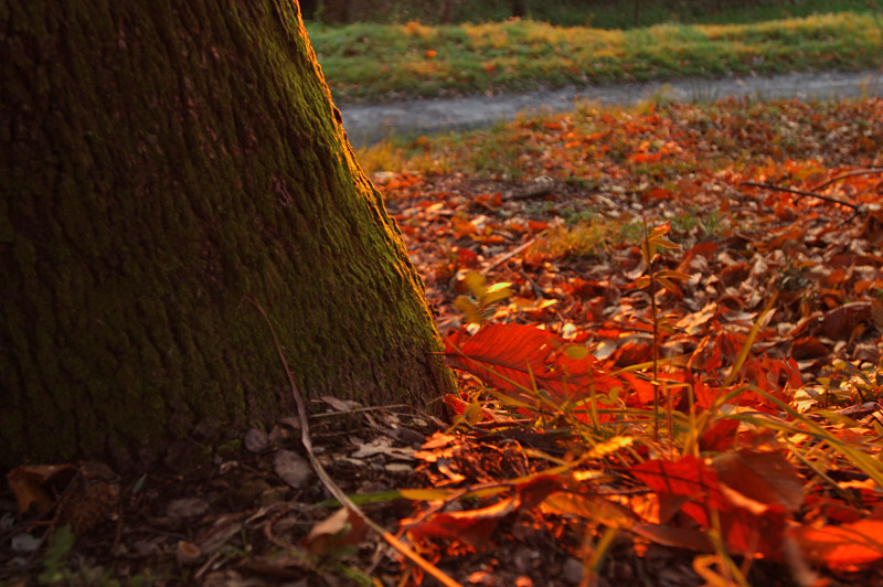 Tramonto sotto l'albero