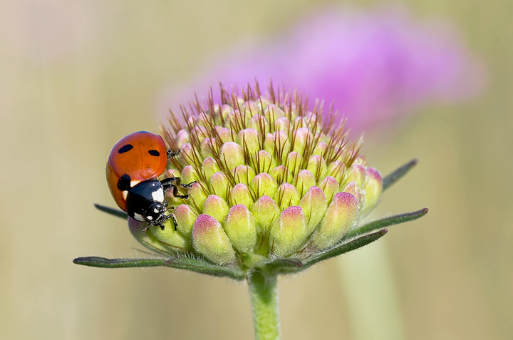 Coccinella