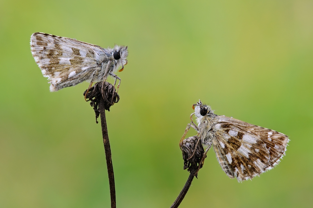 C'� chi sale e chi scende...