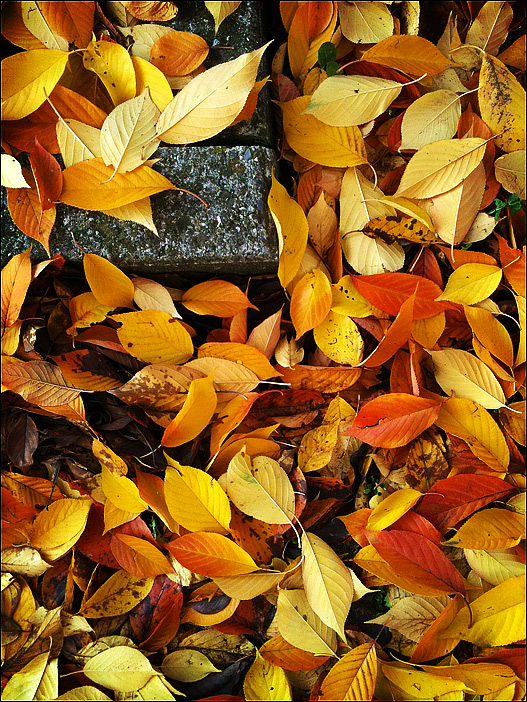 Colori di un insolito novembre