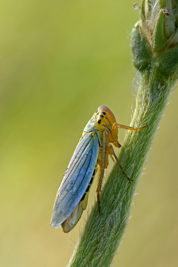 Cicadella
