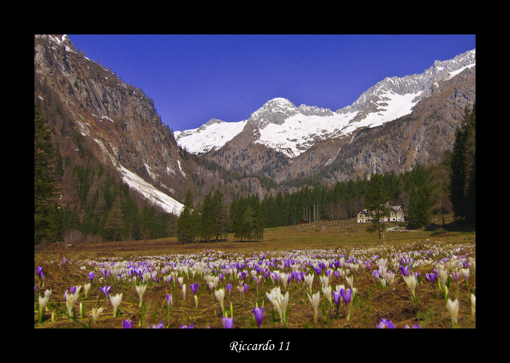 Genova su un letto di Crocus