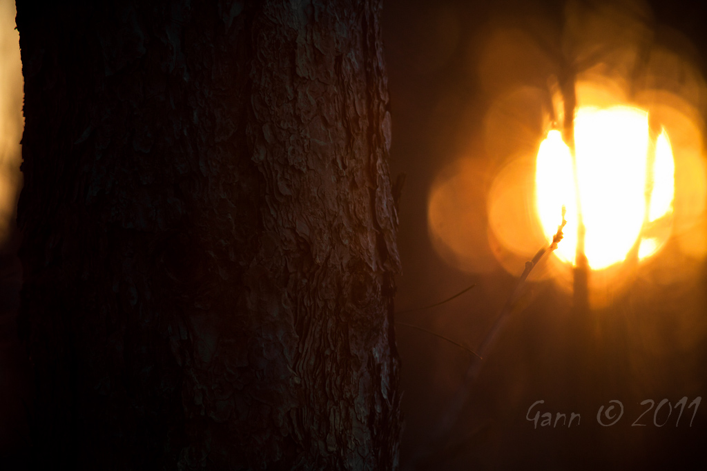 Il tramonto dal pino