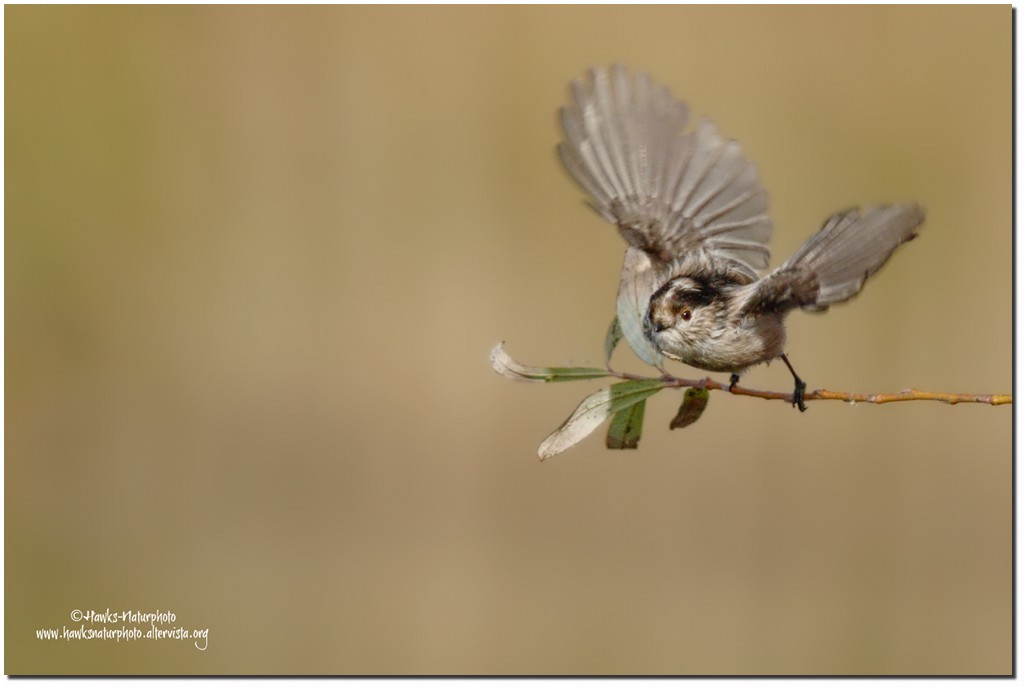 Il balzo del Codibugnolo
