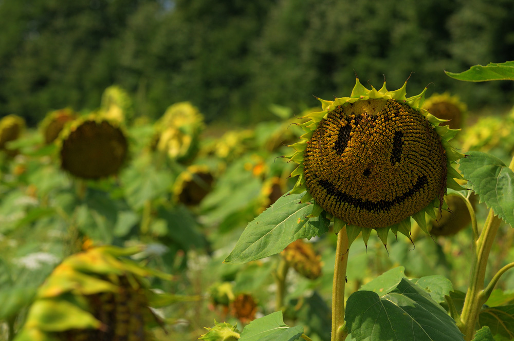 Happy SunFlower