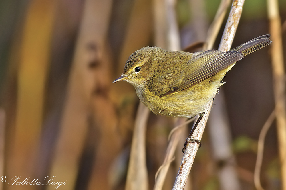 Lui piccolo (Phylloscopus collybita)