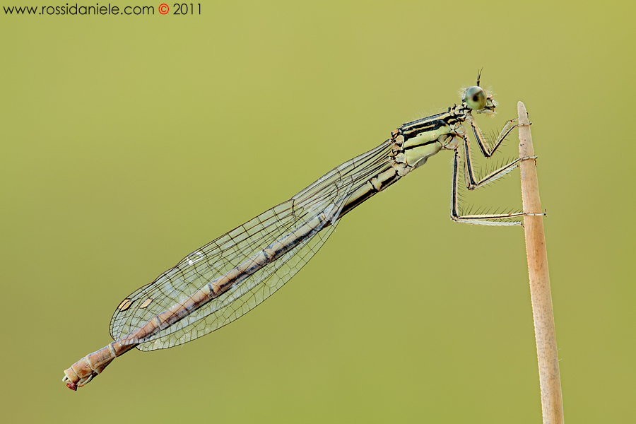 La Signora in giallo...