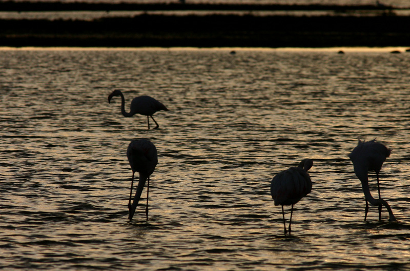 fenicotteri: verso sera
