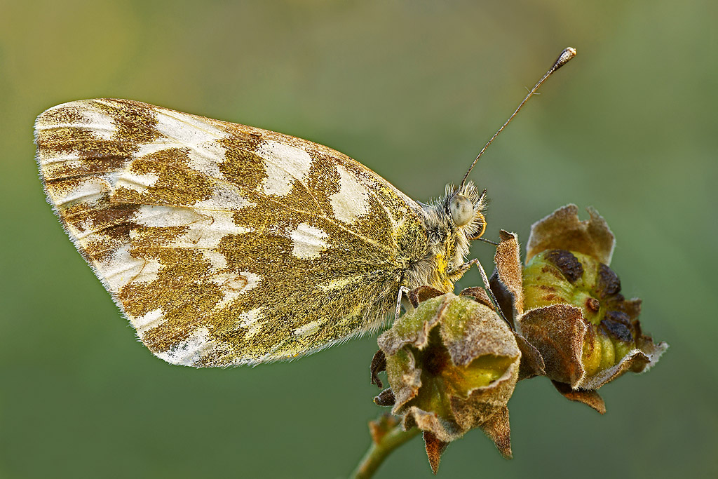 Anthocaris Cardamines