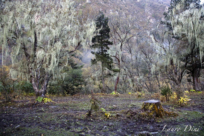 la foresta incantata  magie del bhutan