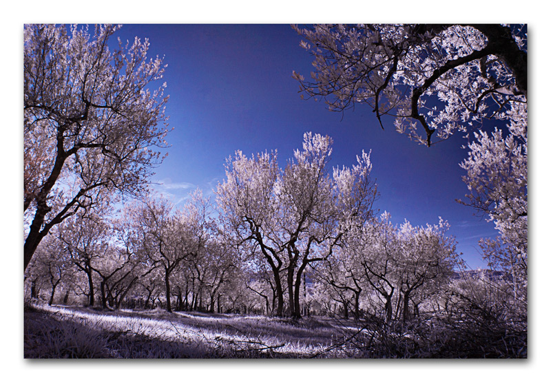 Passeggiata tra gli olivi