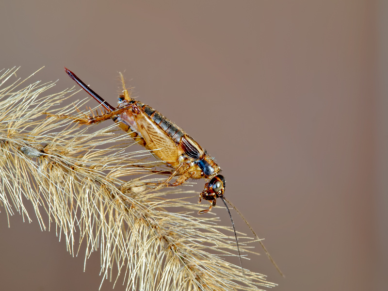grillo...autunnale..