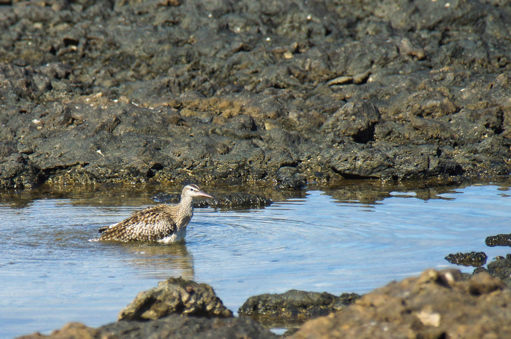 Bagnetto del chiurlo piccolo